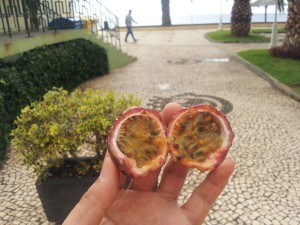Passion Fruit, Maracuja, Passiflora edulis, Santa Cruz, Madeira
