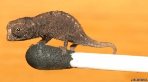 BBC Madagascar - Thin Lizards