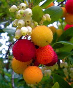 Koca Yemis, Cilek Agaci (Strawberry Tree , Arbutus Unedo) -1-