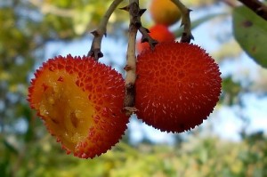 Koca Yemis, Cilek Agaci (Strawberry Tree , Arbutus Unedo) -2-